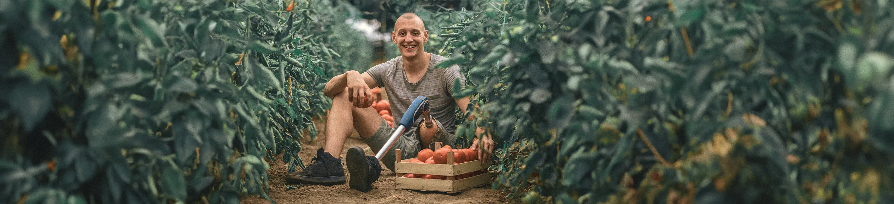 Ein junger Mann mit einer Beinprothese bei der Tomatenernte.
