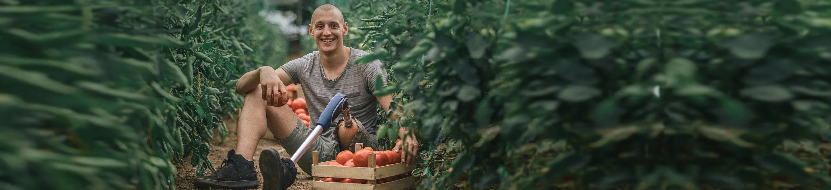 Ein junger Mann mit einer Beinprothese bei der Tomatenernte.