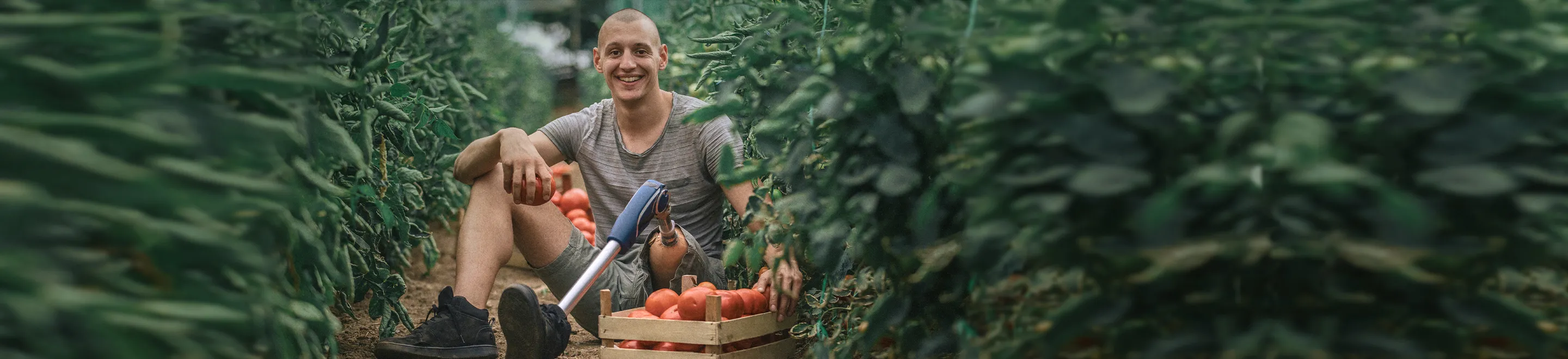 Ein junger Mann mit einer Beinprothese bei der Tomatenernte.